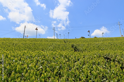 Tea Plantation of Kyoto Japan photo