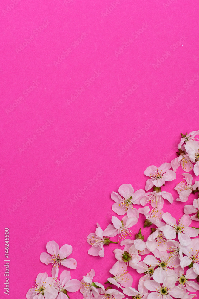 cherry, apricot flowers as natural floral background on pink color