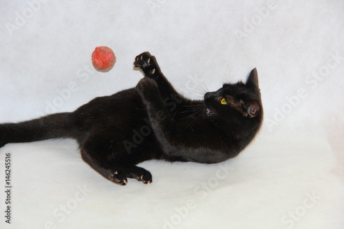 Black 2024 cat balls