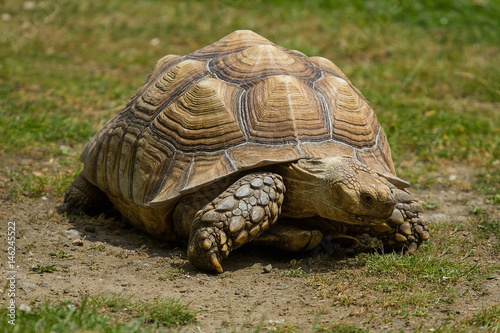 photo of a Spur-thighed tortoise walking in the sunshine