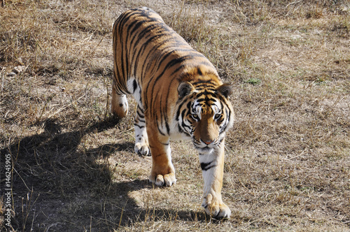 young Amur tiger walks