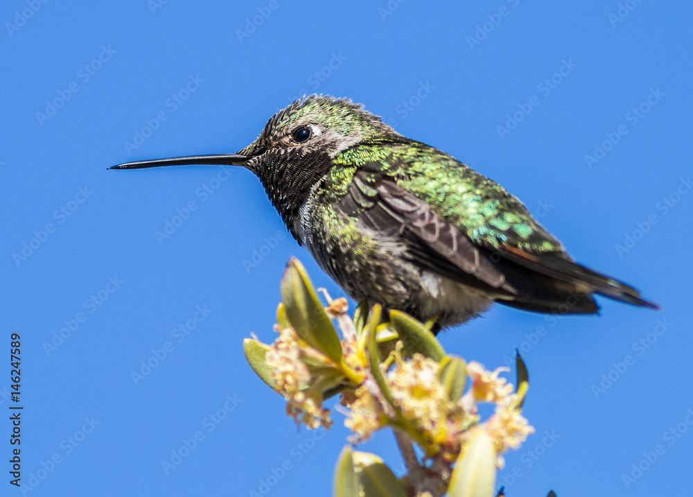 Fototapeta premium close up of a hummingbird on a treetop 