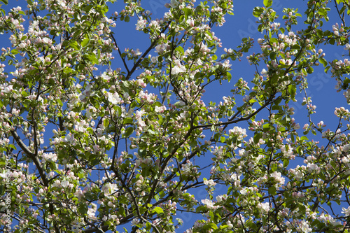 Crown of Apple blossoms