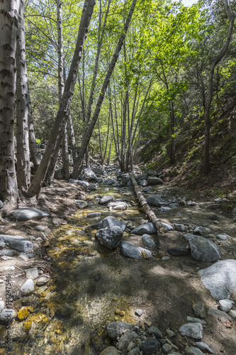 Arroyo Seco creek Alder tre...