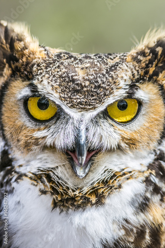 close up of a great horned owl