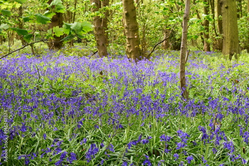 Bluebells