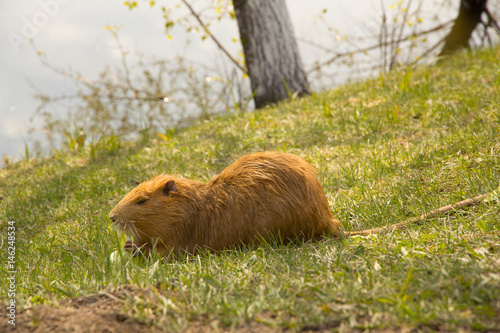 large adult red-haired nutria