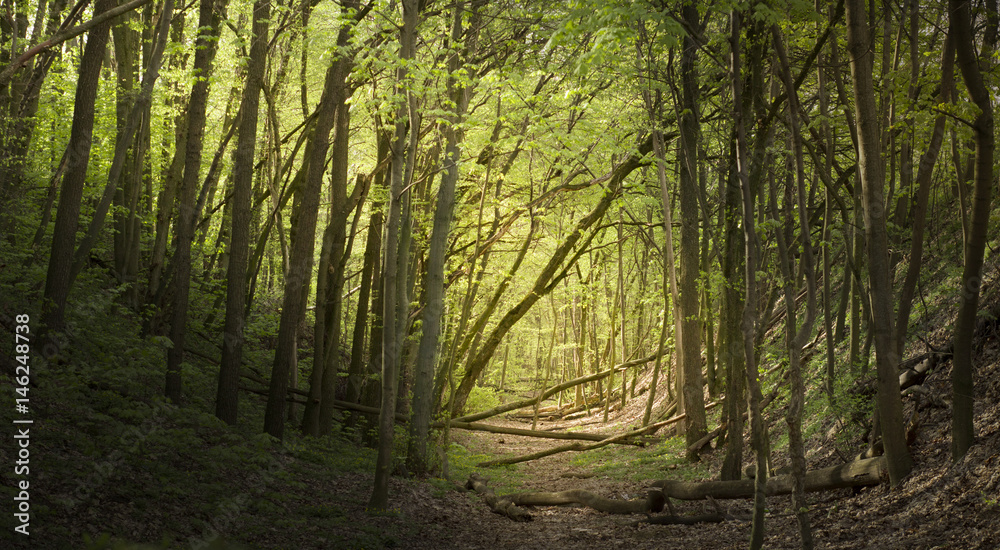 A path in the forest, spring green forest in Eastern Europe, A path in the forest, spring green forest in Eastern Europe,