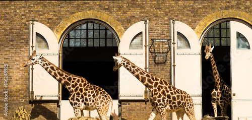 Canvas Print Giraffes