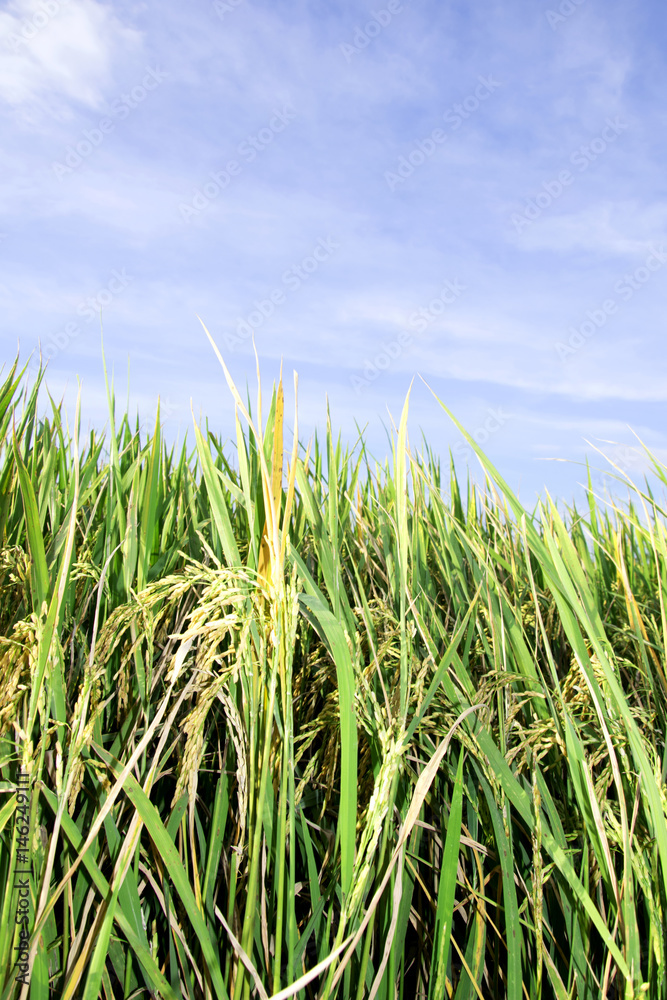 Green ear of rice in paddy rice field under blue sky Green ear of rice in paddy rice field under blue sky