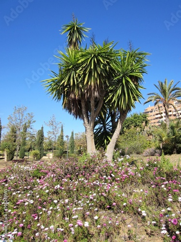 Aloe yucca (Yucca aloifolia) with daisies photo