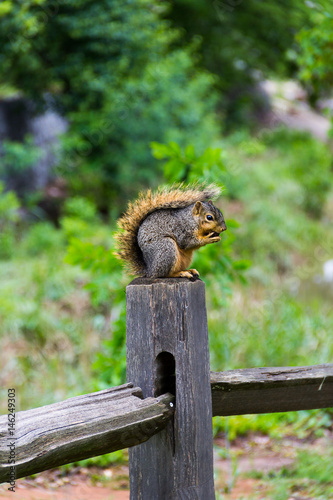 Squirrel Eats Nut on Fence post 2