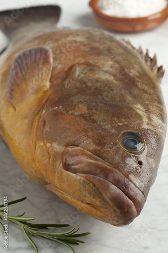 Single fresh raw dusky grouper photo