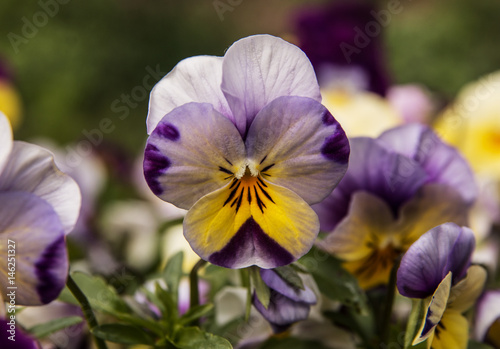 Purple & yellow Viola