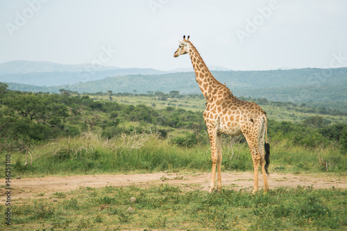 Giraffe im Hluhluwe Wildreservat
