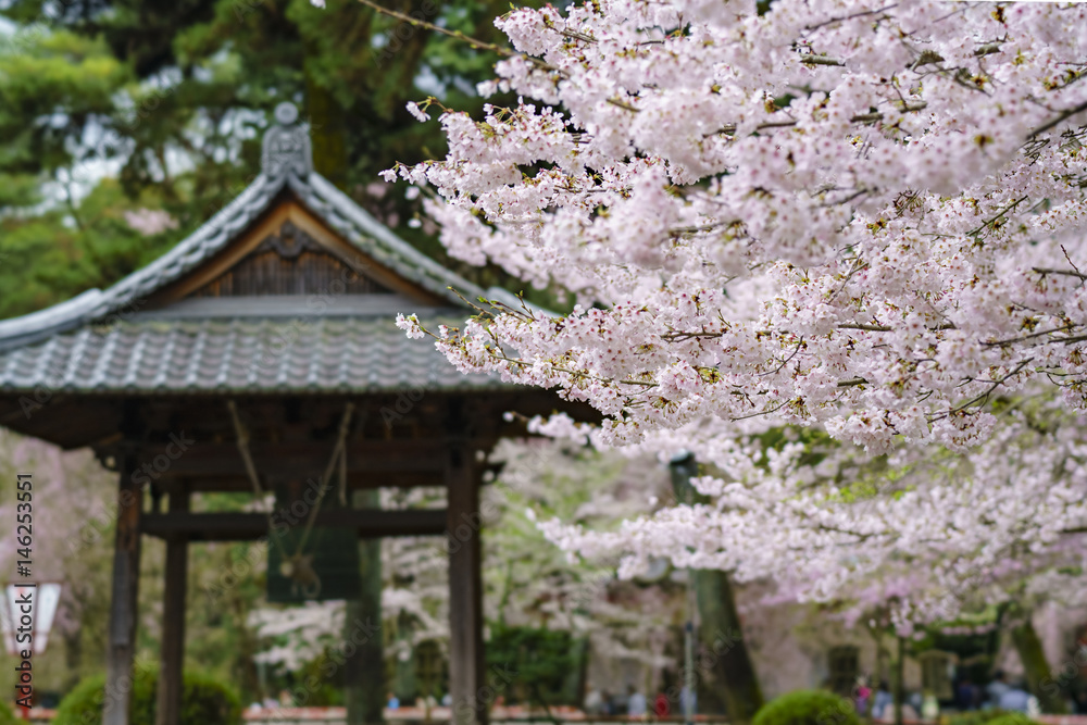 醍醐寺の桜と鐘 醍醐寺の桜と鐘