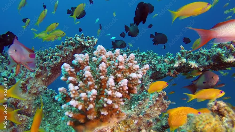 Colorful Tropical Coral Reef. Picture of a beautiful underwater colorful fishes poison goby, damselfish, scalefin anthias fish and corals in the tropical reef of the Red Sea, Dahab, Egypt.