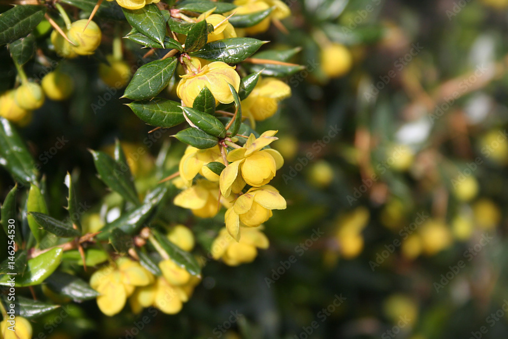 Berberis. Cespuglio dai fiori gialli in primavera Berberis. Cespuglio dai fiori gialli in primavera