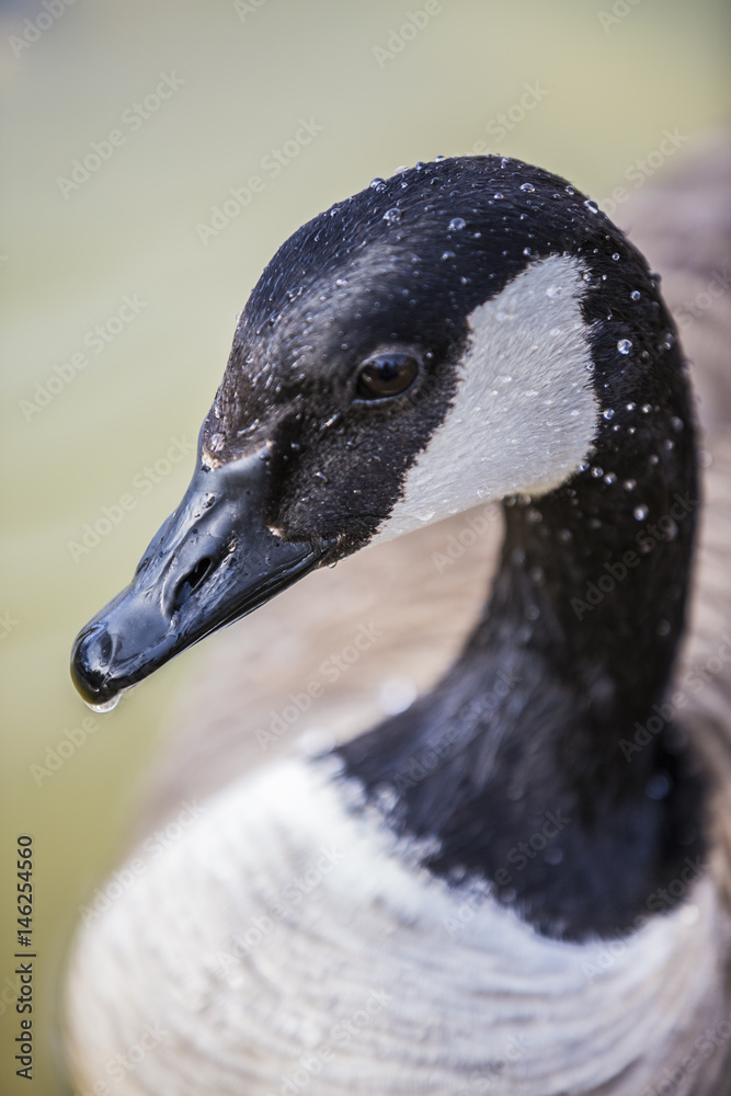close up of a Canadian goose with water drops on its head close up of a Canadian goose with water drops on its head