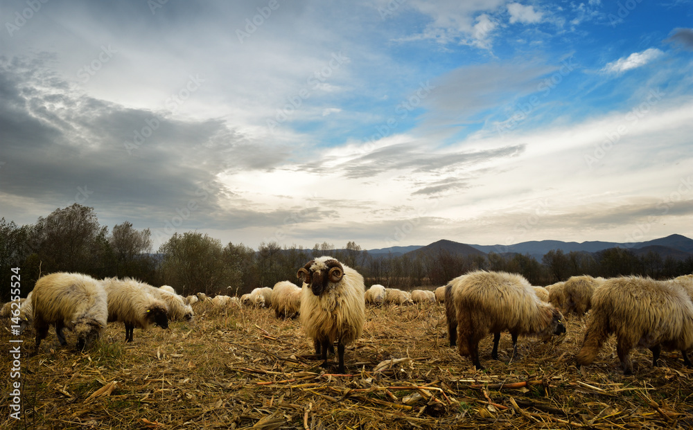 Flock of sheep grazing in a hill and ram looking towards photographer Flock of sheep grazing in a hill and ram looking towards photographer