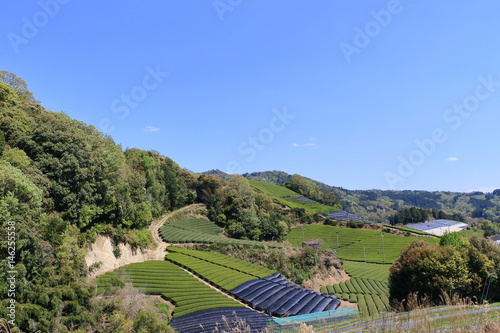 Tea Plantation of Kyoto Japan
