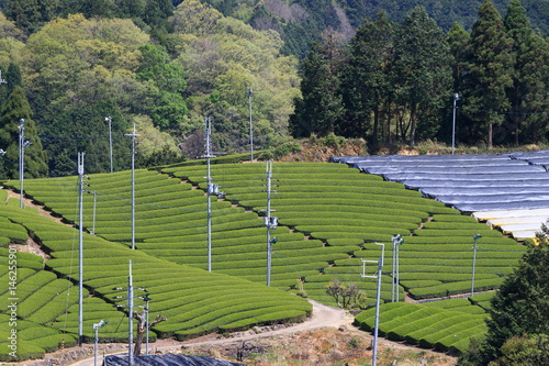 Tea Plantation of Kyoto Japan
 photo