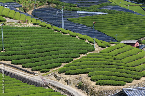 Tea Plantation of Kyoto Japan
 photo