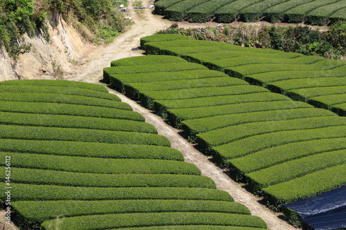 Tea Plantation of Kyoto Japan
 photo