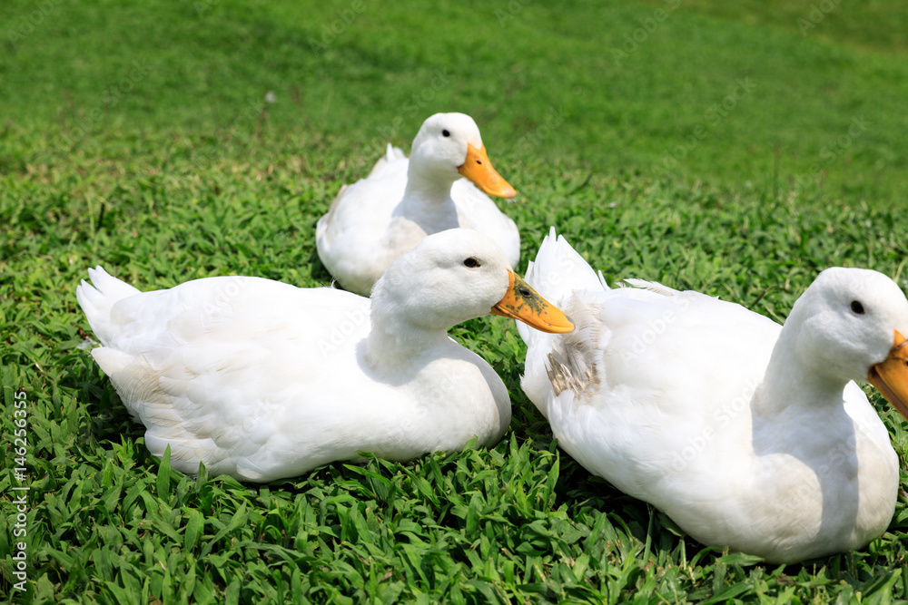 White ducks on the wild grass White ducks on the wild grass