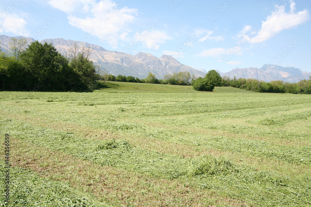 Erba medica falciata su campo. Piante di erba medica per foraggio tagliate e stese al sole. Erba medica falciata su campo. Piante di erba medica per foraggio tagliate e stese al sole.