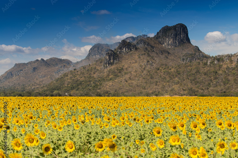 Sunflower fields bloom in the middle of the valley and blue sky.