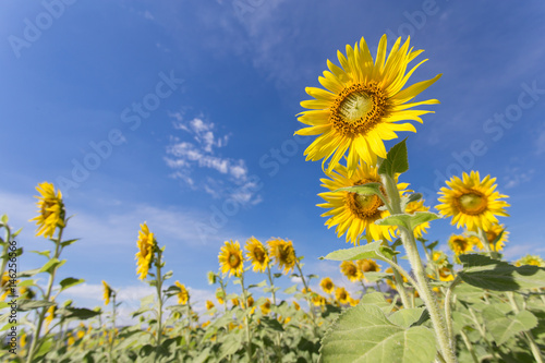 Sunflower fields bloom in the middle of the valley and blue sky.