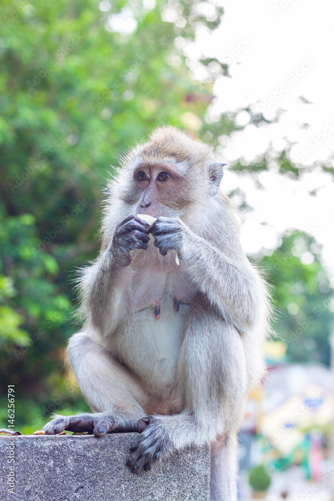 Fototapeta premium Monkey eating banana