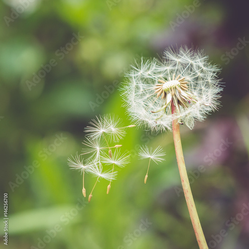 Dandelion seeds blowing in the wind 6