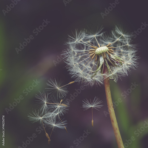 Dandelion seeds blowing in the wind 4