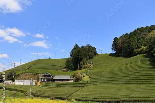 Tea Plantation of Kyoto Japan
