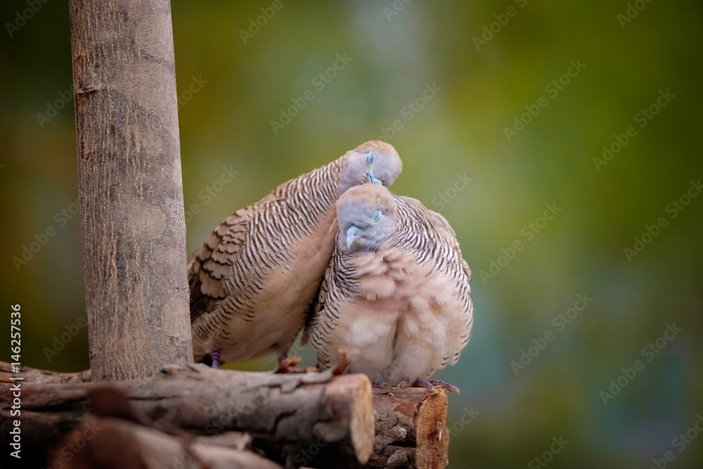 Lovely dove Lovely dove