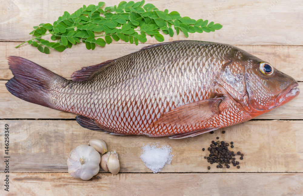 Fresh red snapper