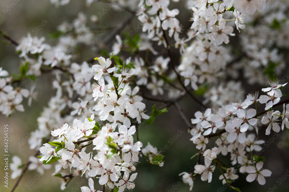 Apple flowers Apple flowers