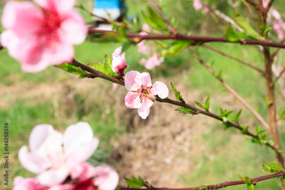 Bee on peach flower. Beekeeping Bee on peach flower. Beekeeping