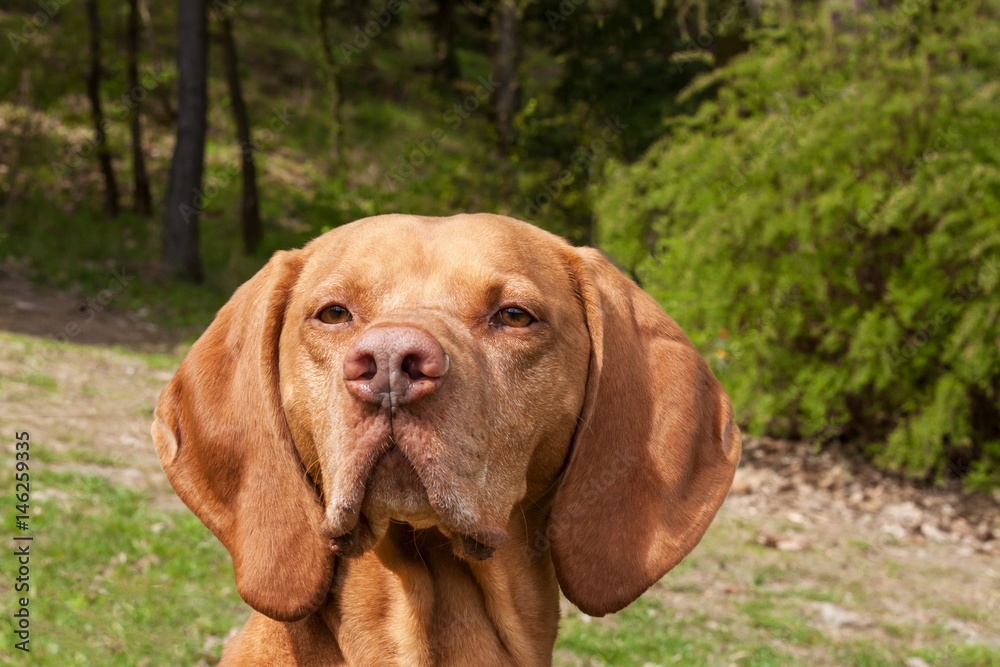 Hungarian pointer Vizsla, sniffing on hunt. Dog a loyal friend of a hunter. Detail of dog head. Hungarian pointer Vizsla, sniffing on hunt. Dog a loyal friend of a hunter. Detail of dog head.
