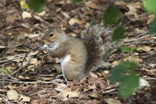 squirrel  © DBH Photography SC