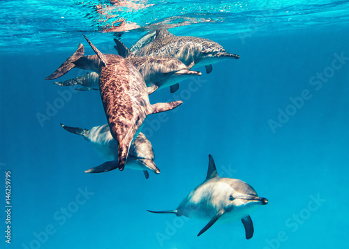 Delfine im Wasser © JuliaNaether
