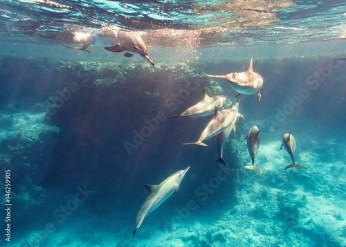 freilebende Delfine im Korallenriff © JuliaNaether