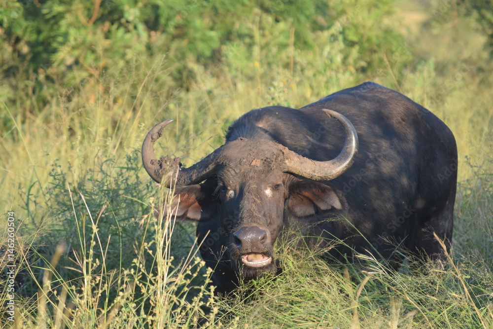 Buffalo 1 Buffalo 1