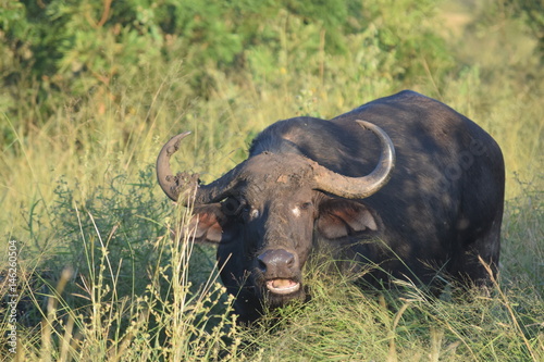 Buffalo 1