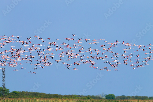 Fotografia Flock of pink flamingos.Po river lagoon