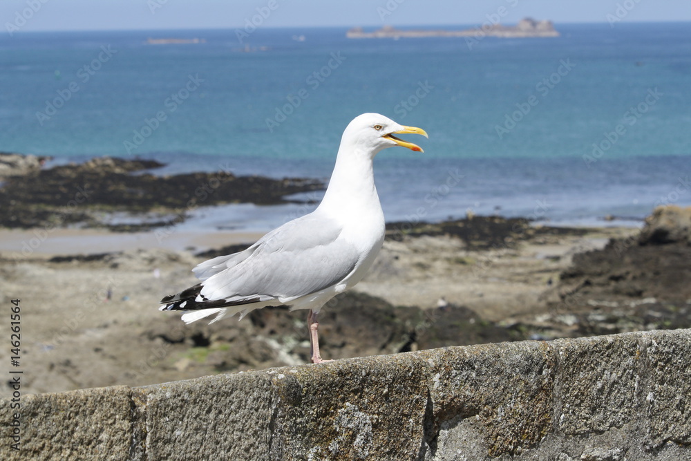 Mouette