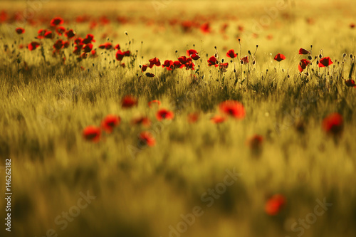Poppies at sunset.