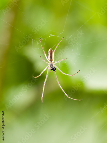 a scary spider waiting on its web for some prey, thin and fangs